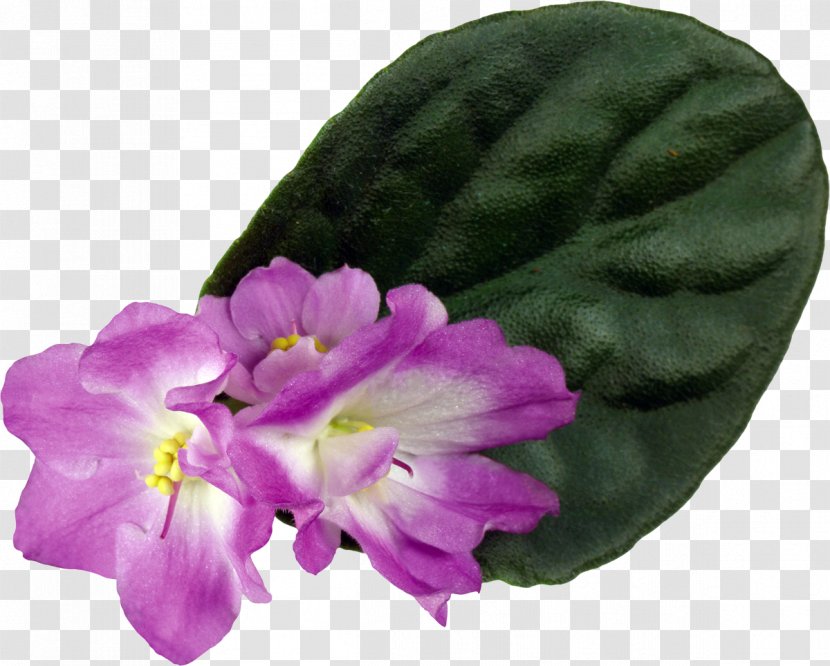 Violet Houseplant Flower Color - Viola Transparent PNG