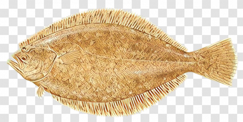 Flatfish Sole Fish Fish Flounder Transparent PNG