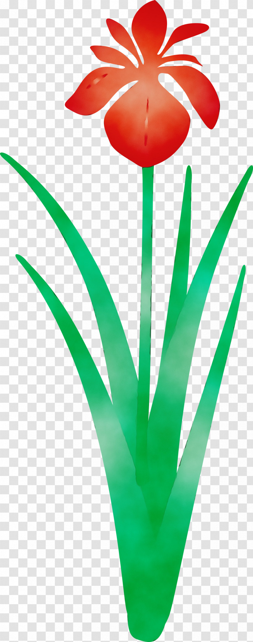 Green Leaf Tulip Plant Grass Transparent PNG