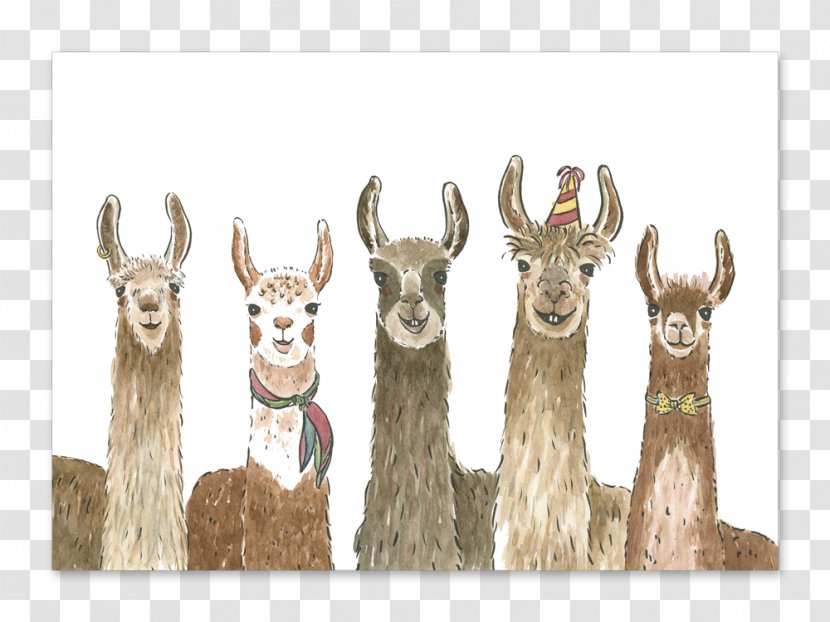 Llama Alpaca Greeting & Note Cards Birthday Wedding Invitation - Printing Transparent PNG