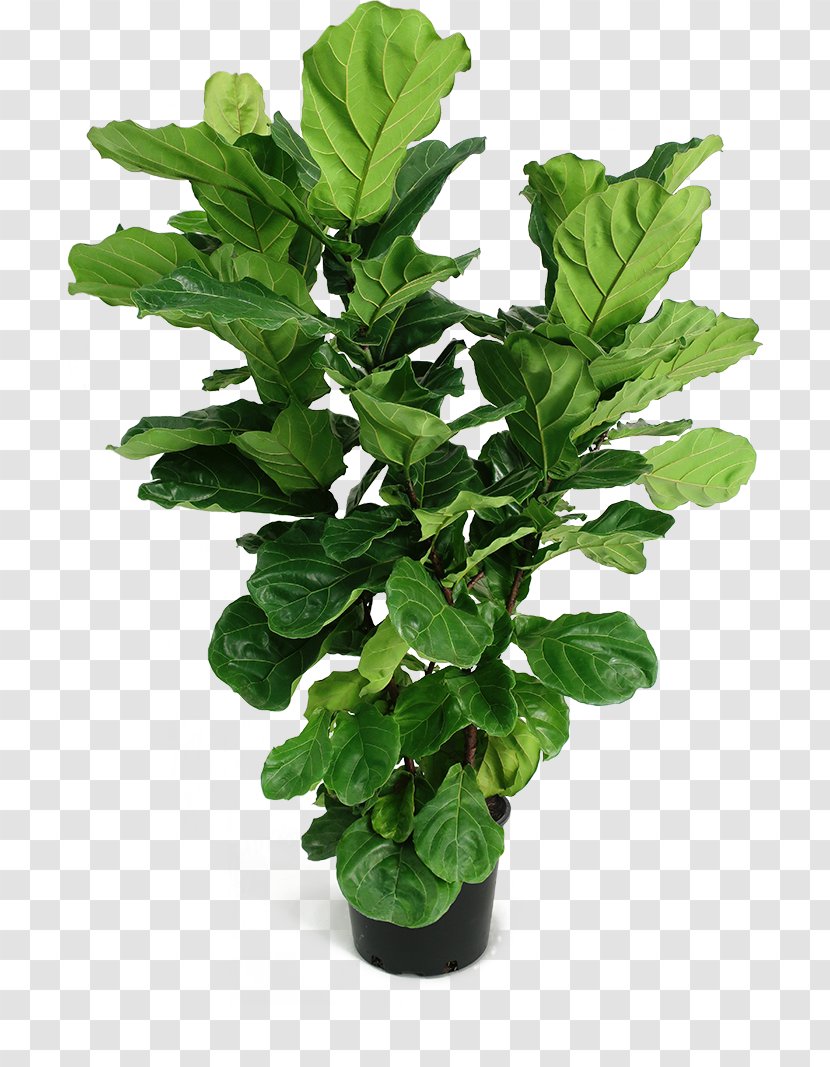 Fiddle-leaf Fig Houseplant Common Shrub Plants - Spring Greens - Fiddle Leaf Transparent PNG