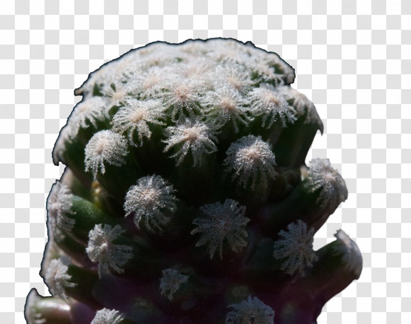 Prickly Pear Flowerpot Strawberry Hedgehog Cactus Houseplant - Tree Transparent PNG
