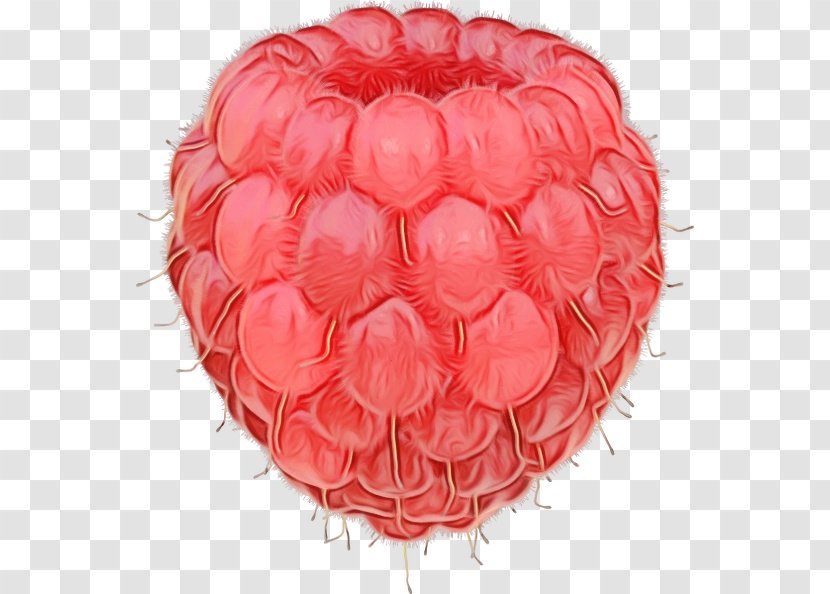 Red Pink Fruit Plant Food - Plate Raspberry Transparent PNG