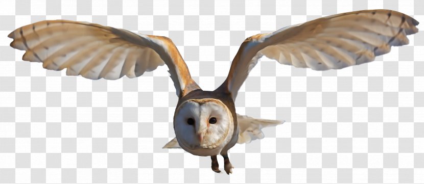 Owl Bird Wing Barn Beak - Wildlife Of Prey Transparent PNG
