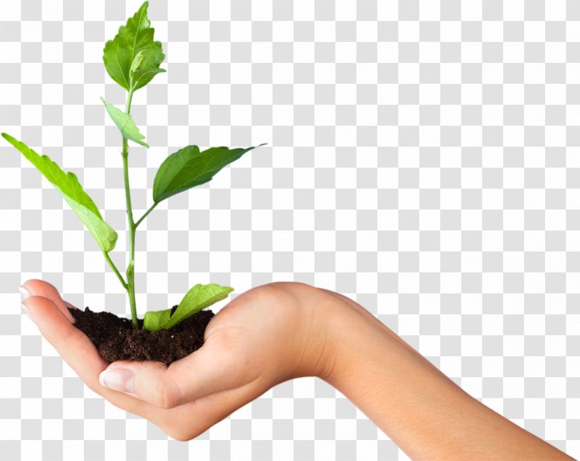 Plant Stock Photography Royalty-free Hand - SOIL Transparent PNG