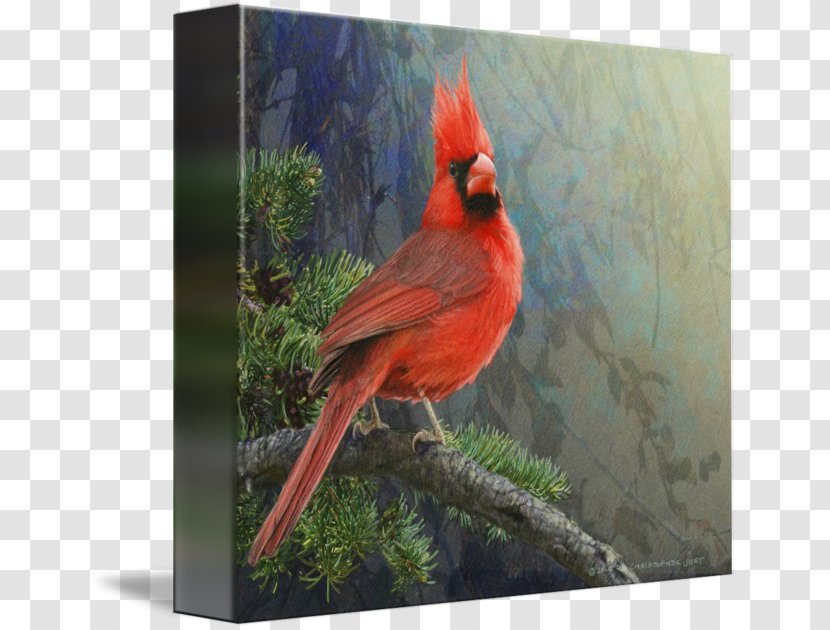 Gallery Wrap Canvas Art Printmaking Feather - Fauna - Cardinal Drawing Transparent PNG