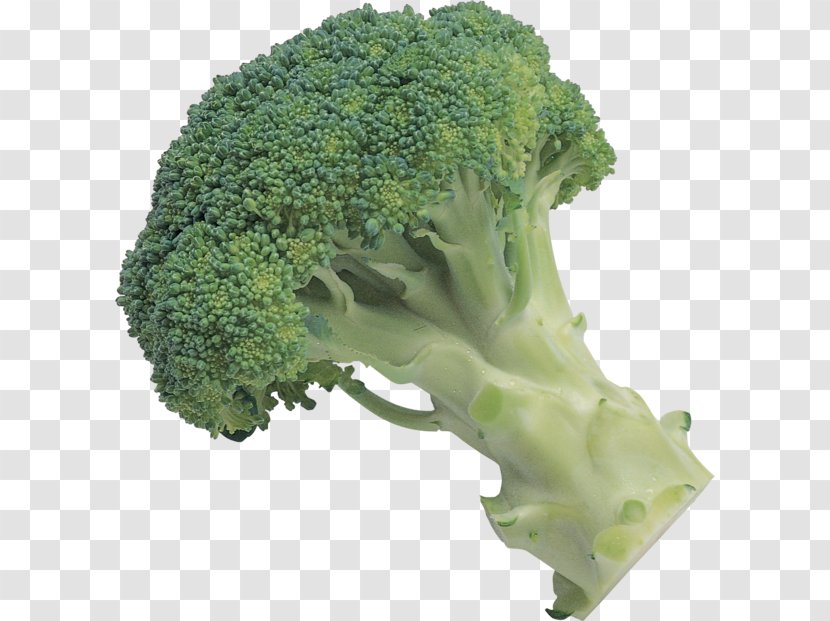 Broccoli Slaw Leaf Vegetable - Image File Formats Transparent PNG