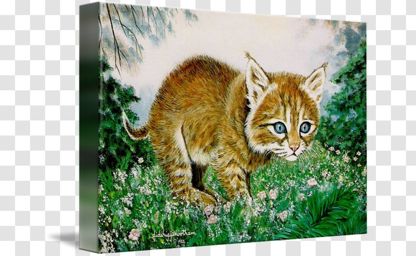 Pixie-bob Toyger California Spangled Dragon Li Kurilian Bobtail - Painting - Kitten Transparent PNG