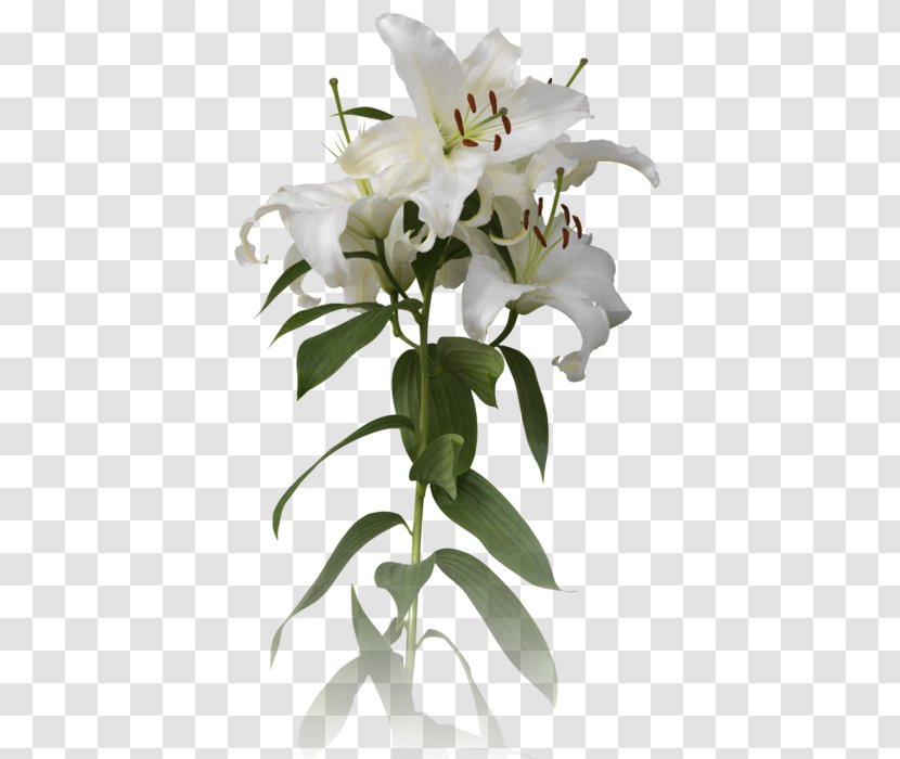 Cut Flowers Plant Stem - Easter Lilies Transparent PNG