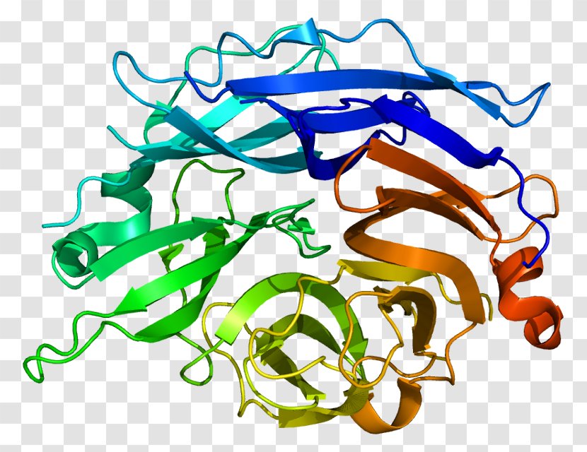 NEU2 Neuraminidase Protein Sialic Acid Gene - Sialidase Transparent PNG