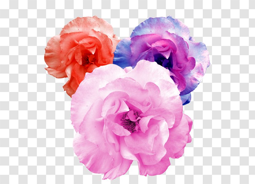Garden Roses Artificial Flower - Rose Family - The Physical Fabric Of Flowers Transparent PNG