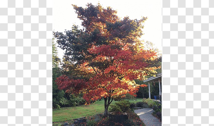 Japanese Maple Broad-leaved Tree Oak Deciduous - Mixed Coniferous Forest Transparent PNG