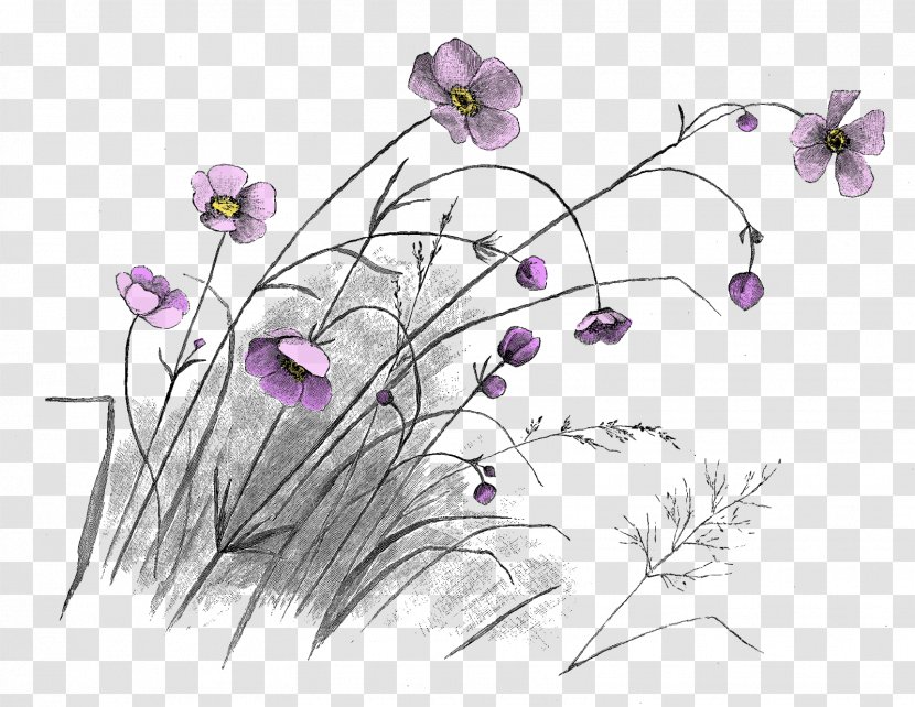 Drawing Floral Design Art Flower Transparent PNG