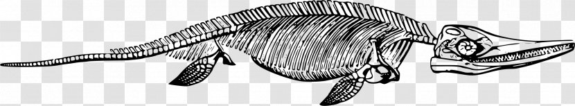 Ichthyosaur Clip Art - Skeleton Transparent PNG