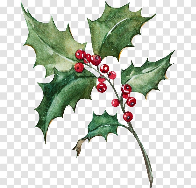 Holly - Plane - Tree Transparent PNG