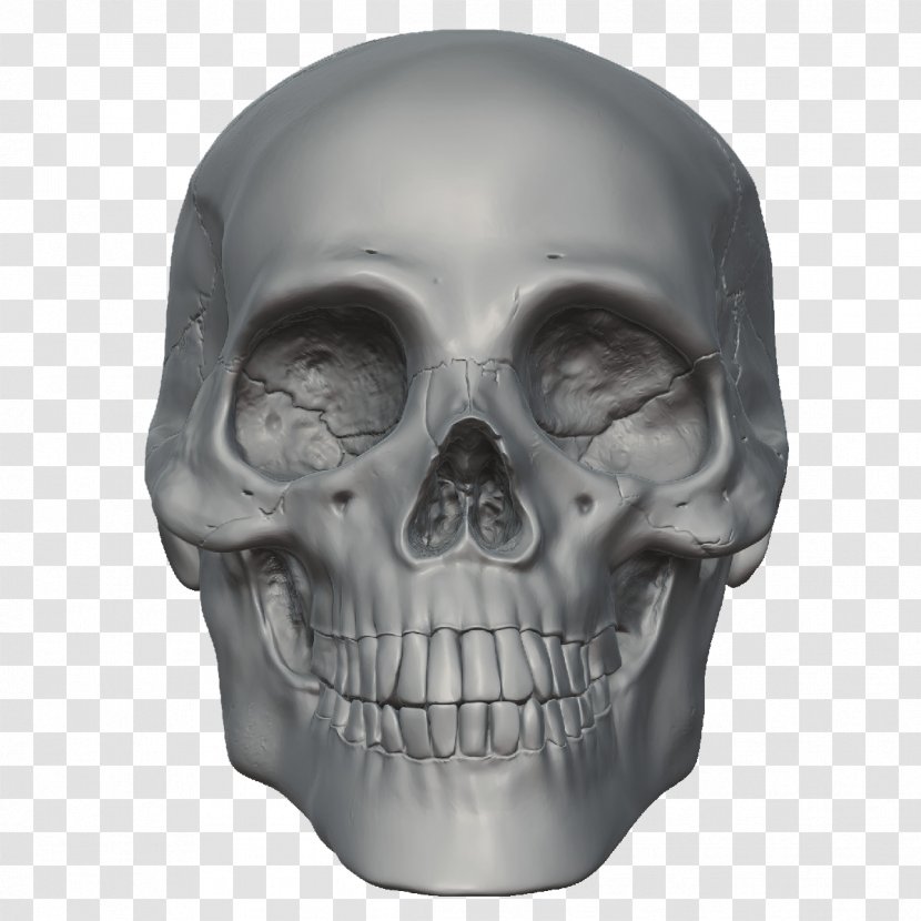 Skull Skeleton Head - Free Image Transparent PNG