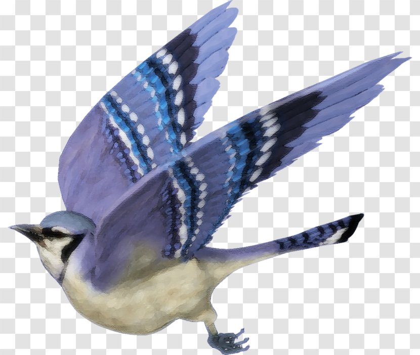 Blue Jay Bird Clip Art - Work Of Transparent PNG