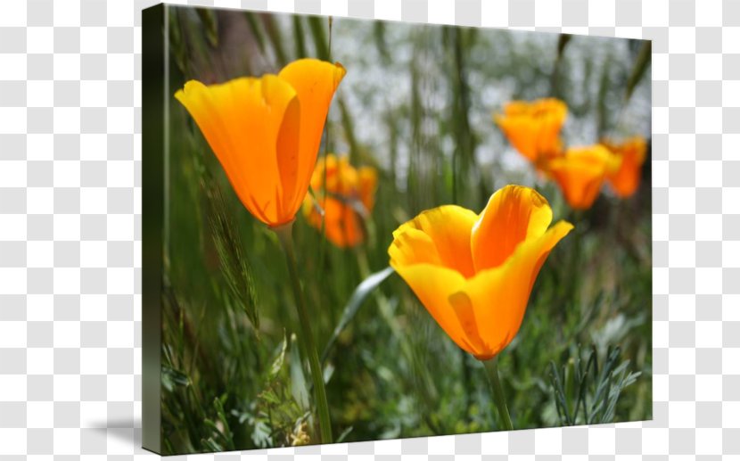 California Poppy Shower Curtain Meadow Yellow - Lawn - Field Transparent PNG