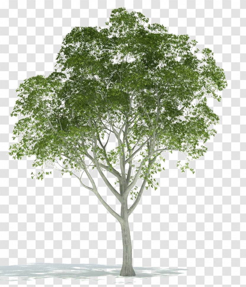 Architectural Rendering Tree Image 3D Computer Graphics - Plants Transparent PNG