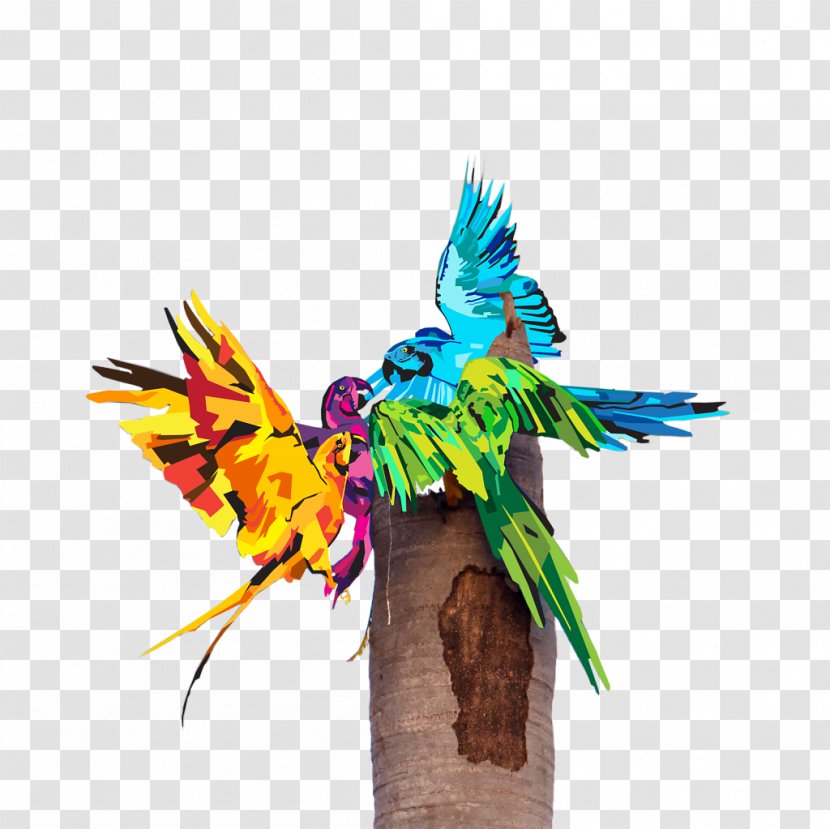 Macaw Parrot Illustration Parakeet Beak - Imagefilm - Ag Infographic Transparent PNG