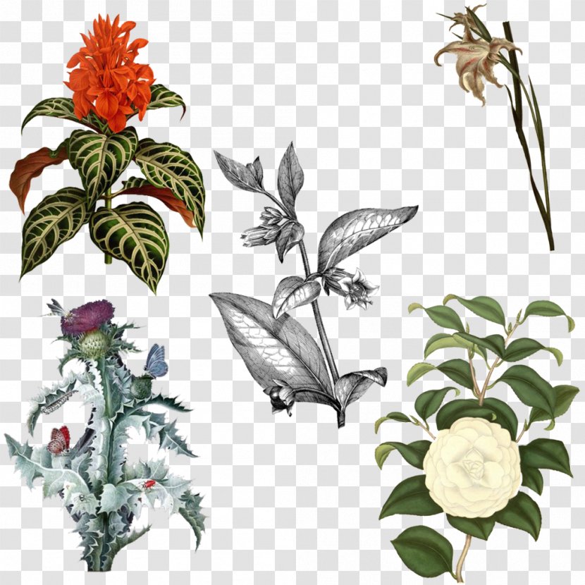 Botanist's Repository, For New, And Rare Plants Picture Frames Illustration Design - Flower Transparent PNG