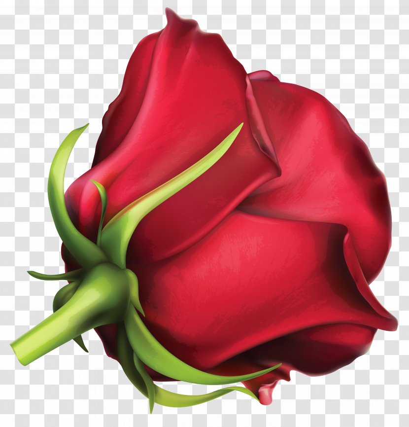 Garden Roses Cut Flowers Petal Red - Rose - Large Clipart Image Transparent PNG