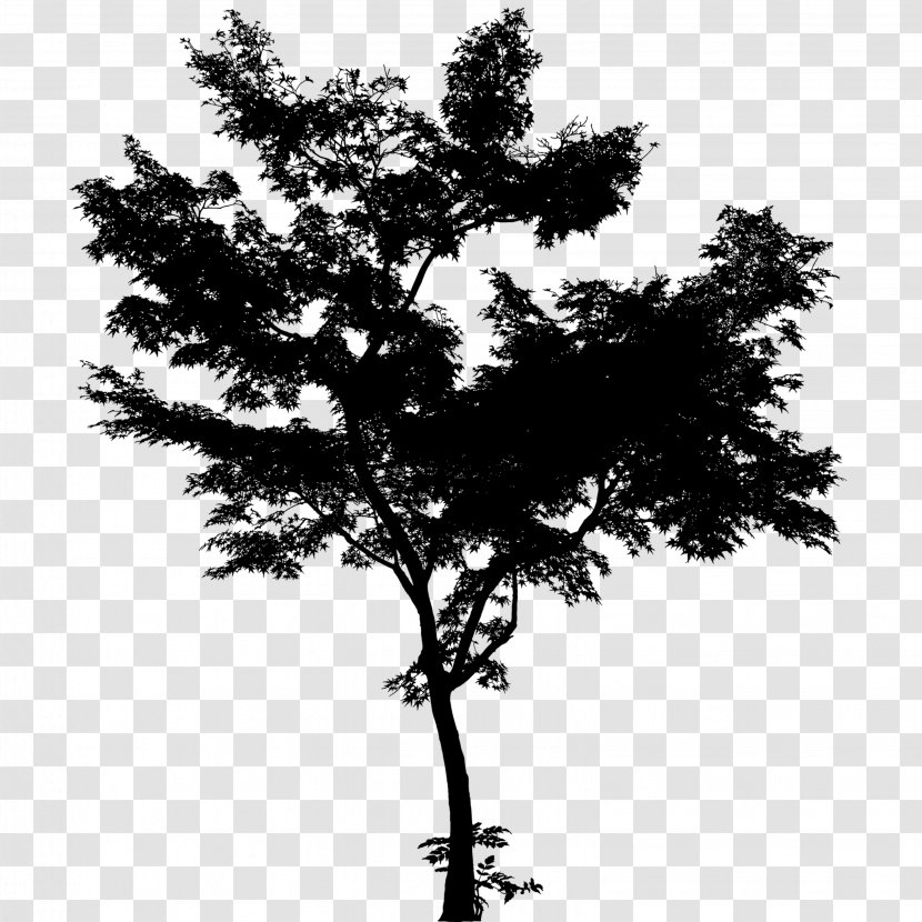 Centerblog Pine Family Branch Leaf Tree - Zhuhai Transparent PNG