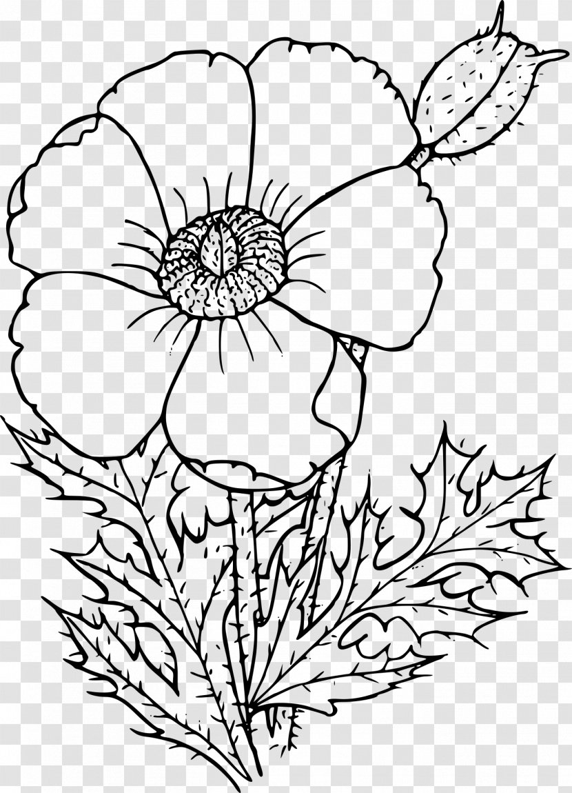Poppy Drawing Illustration Image - Flower - Remembrance Day Transparent PNG
