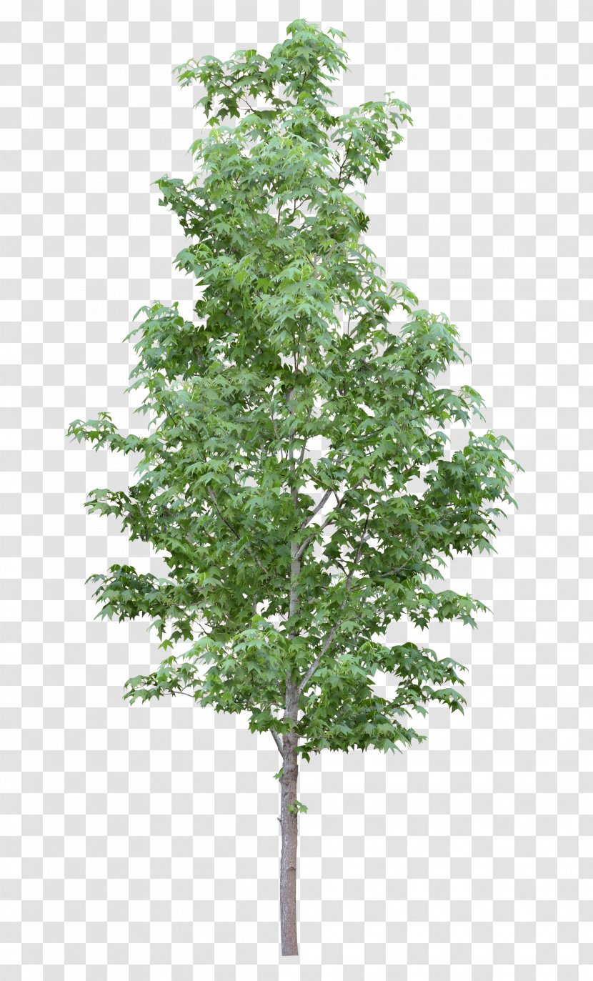 Amelanchier Arborea Branch Tree Lamarckii Shrub - Woody Plant Transparent PNG