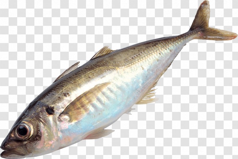 Fish As Food - Animal Source Foods Transparent PNG