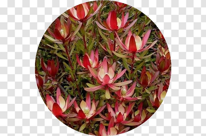Conebushes Flower Cone Bush Petal King Protea - Flowering Plant Transparent PNG