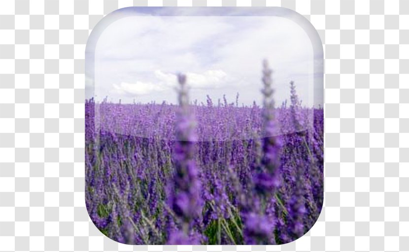 Lavender Desktop Wallpaper Flower Landscape Cloud Transparent PNG
