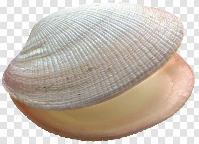 Shell Picture - Clams Oysters Mussels And Scallops - Headgear Transparent PNG