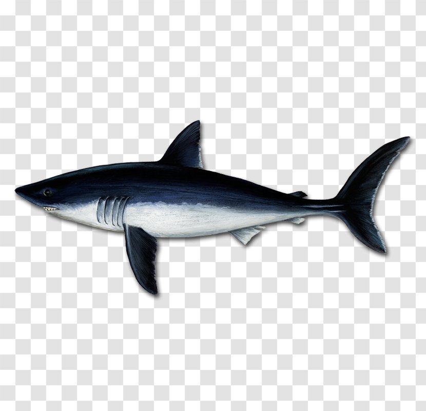 Great White Shark Tiger Mackerel Sharks Porbeagle Squaliform - Cartilaginous Fish - Facebook Lik Transparent PNG