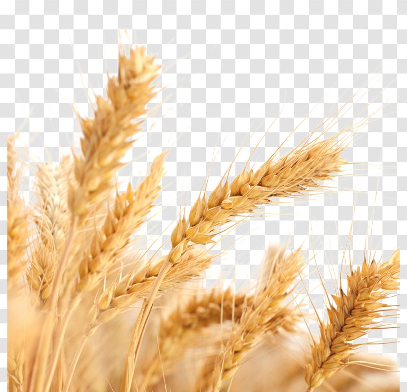 Common Wheat Allergy Ear Cereal Harvest - Poales - Picture Transparent PNG
