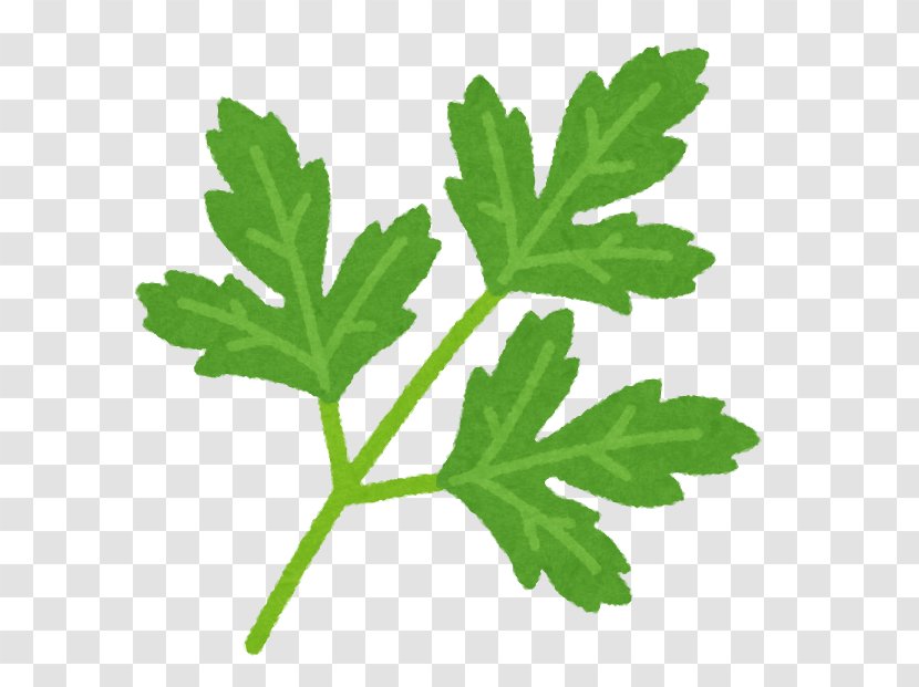 Illustration Italian Cuisine Flat-leaved Parsley Illustrator - Tree Transparent PNG