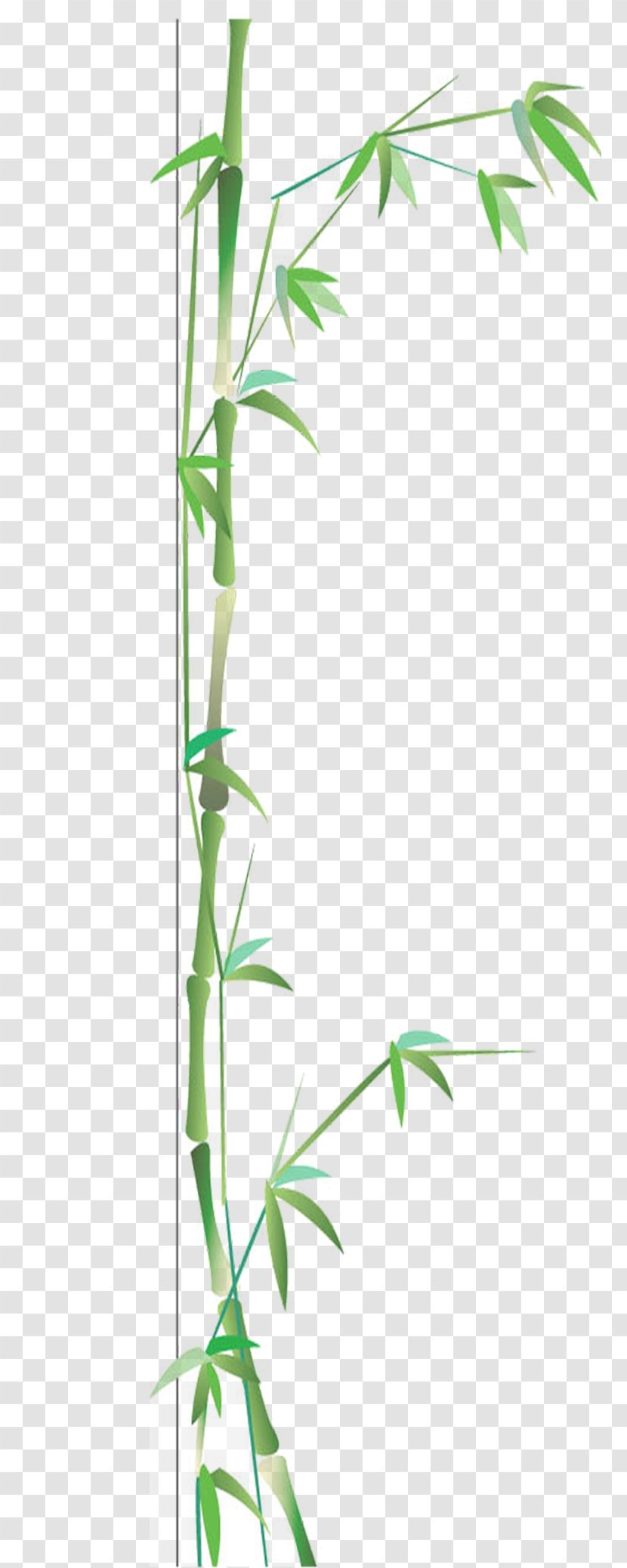 Bamboo Bamboe Google Images Gratis - Grass - Green Transparent PNG