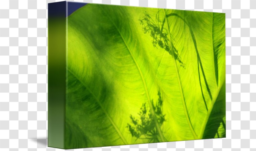 Green Leaf - Elephant Ear Plant Transparent PNG
