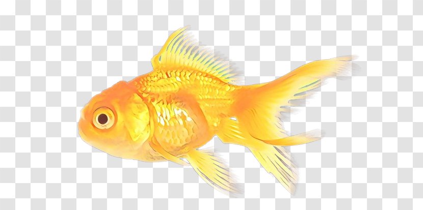 Water Cartoon - Fin - Rayfinned Fish Pomacentridae Transparent PNG