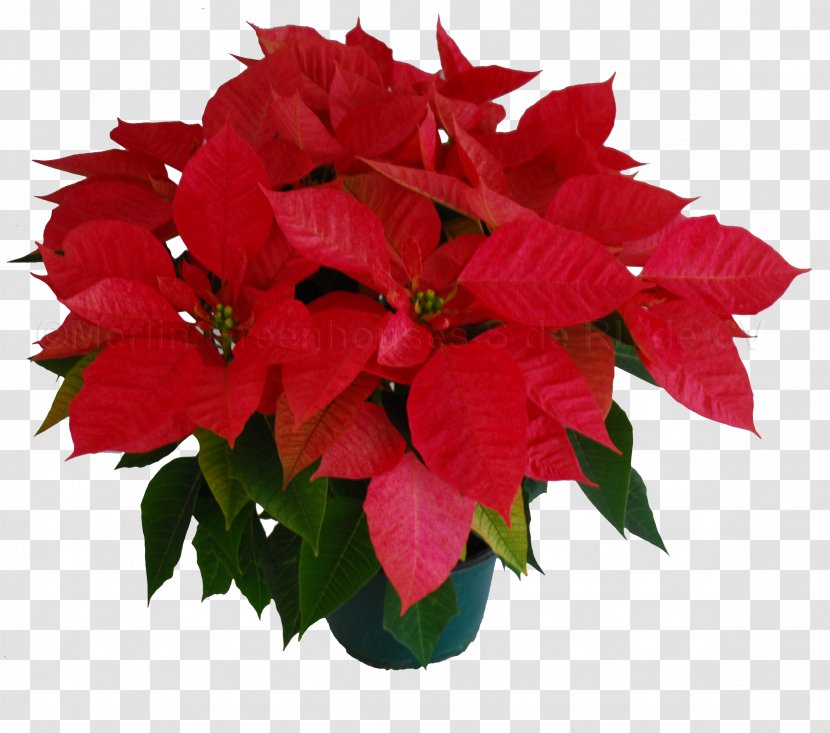 Poinsettia Cut Flowers Petal Floral Design - Flower - Color Light Transparent PNG