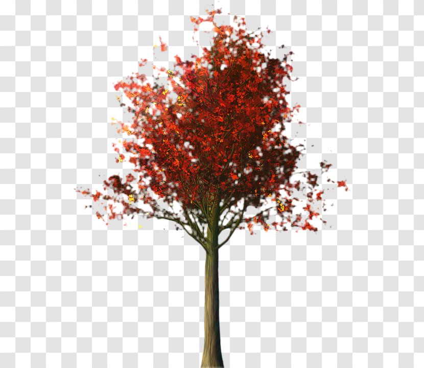 Red Maple Tree - Plant - Plane Trunk Transparent PNG