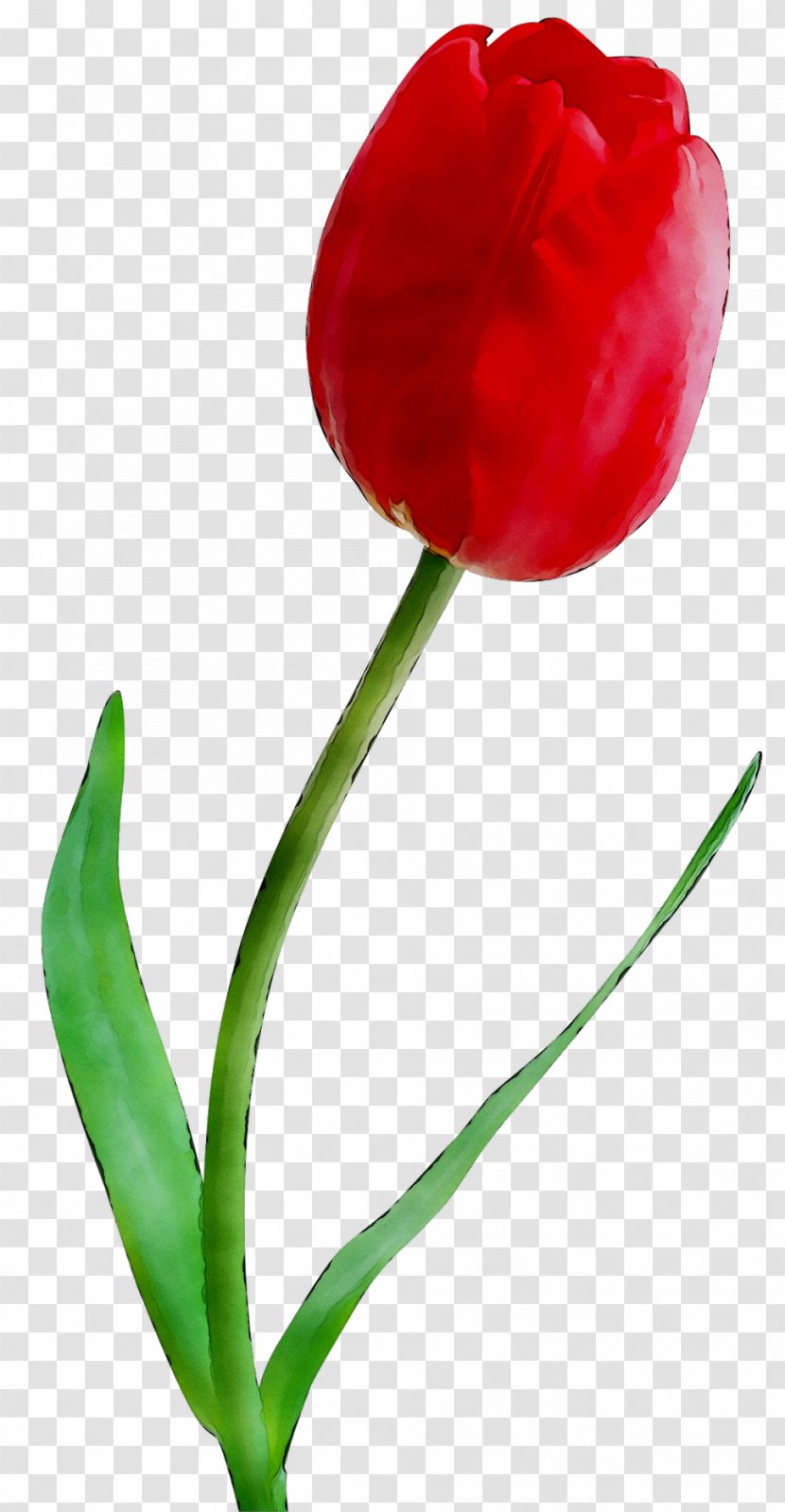 Tulip Cut Flowers Plant Stem Bud Peppers - Red - Flower Transparent PNG