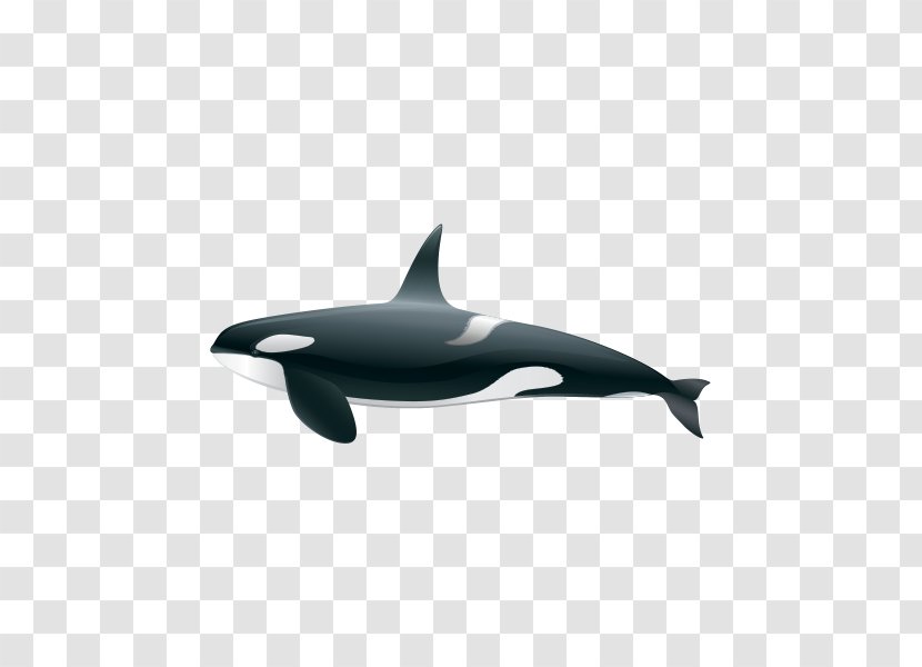 Killer Whale Common Bottlenose Dolphin Short-beaked Rough-toothed Tucuxi - Whales Dolphins And Porpoises Transparent PNG