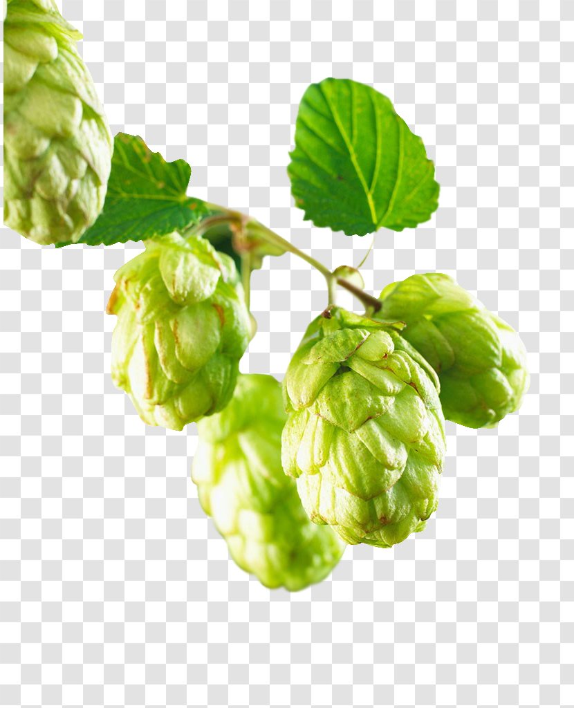 Beer Common Hop Hops - Green Transparent PNG