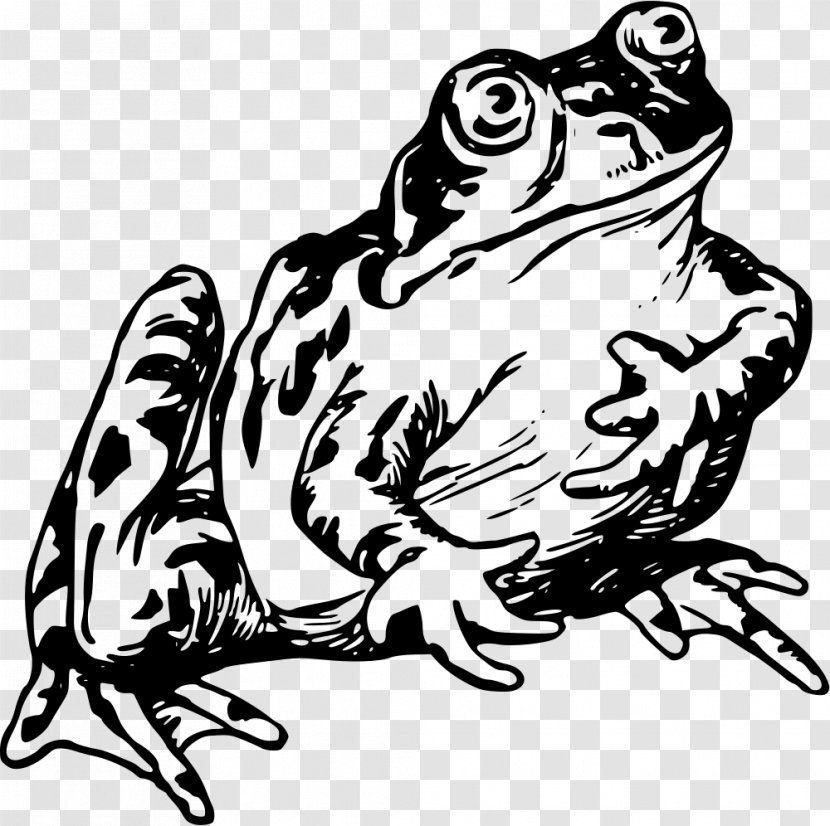 Common Frog Vertebrate Drawing Clip Art Transparent PNG