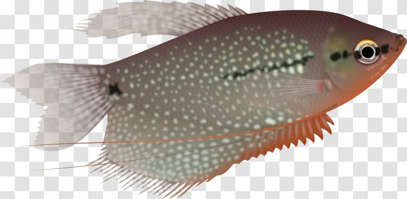 Pearl Gourami Trichogaster Aquarium Fish Three Spot - Marine Biology Transparent PNG