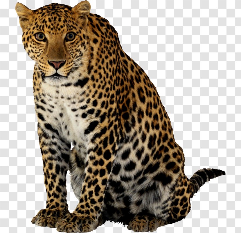 Leopard Felidae Cheetah Clip Art - Cat Like Mammal Transparent PNG