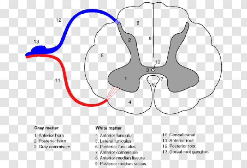 Spinal Cord Medulla Oblongata Anterior Artery Vertebral Column Central Nervous System - Watercolor - Brain Transparent PNG