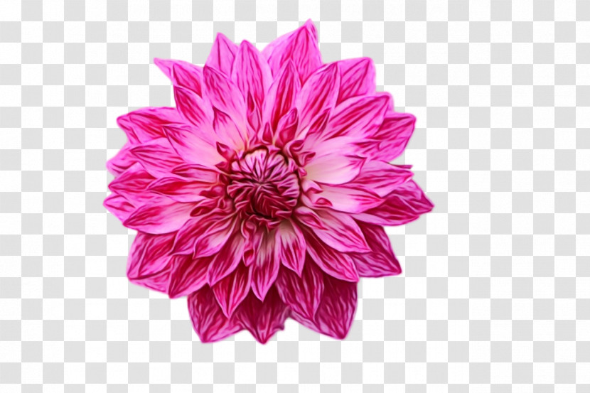 Dahlia Cut Flowers Chrysanthemum Petal Flower Transparent PNG