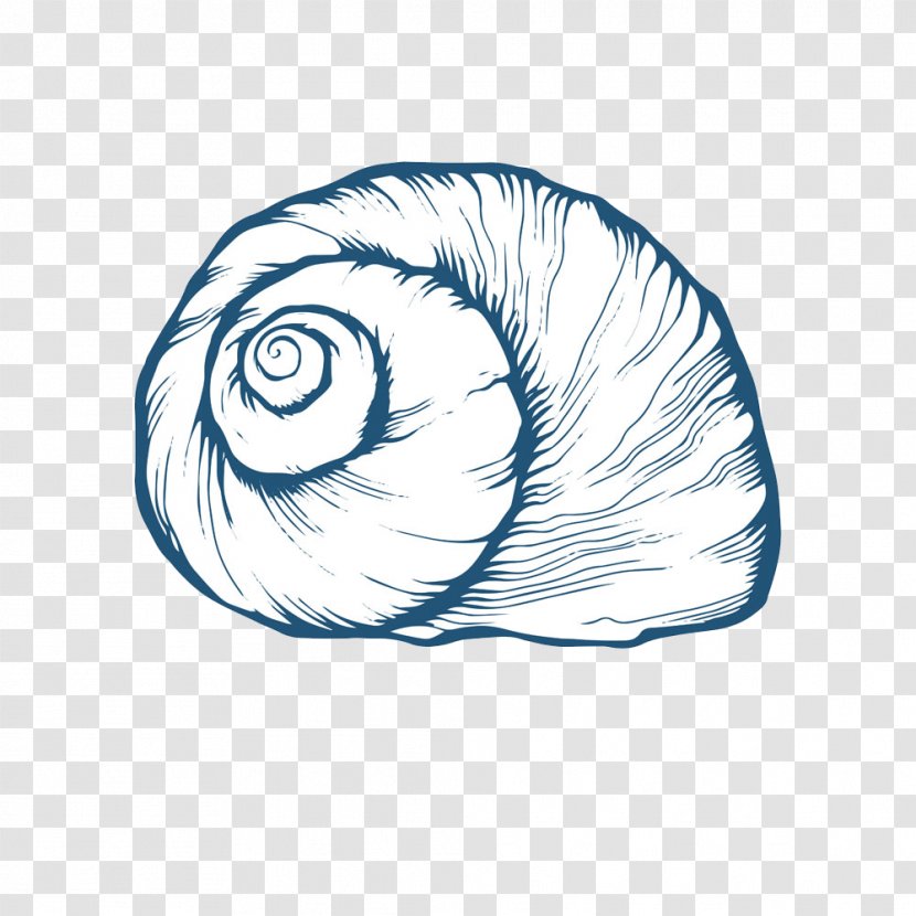 Seashell Oyster Drawing - Tree - Conch Transparent PNG